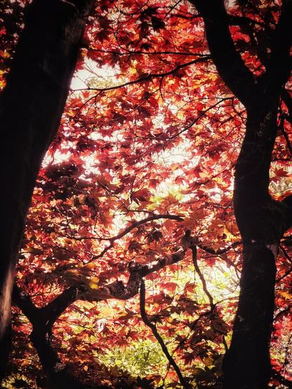 A low-angle shot looking up into a dense canopy of maple leaves ablaze in vibrant shades of red, orange, and gold. Sunlight filters through the leaves, creating a warm, glowing effect. Dark tree trunks frame the sides of the image, emphasising the fiery central foliage.