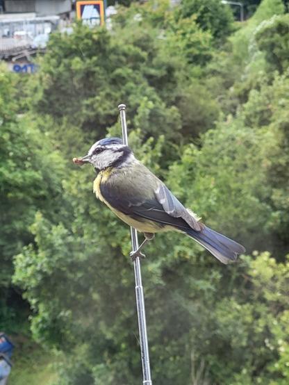 Blaumeise mit Insekt im Schnabel sitzt auf einer kleinen Antenne vor dem Fenster.