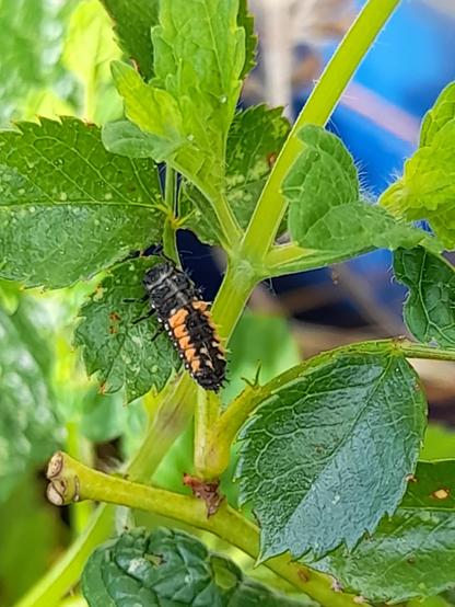 Larva of Harmonia axyridis, the Asian ladybeetle. It is larger than larvae of native ladybeetles, nearly black, and distinguishable by the orange backsides and 4 orange points on the back. Harmonia axyridis is an invasive species in France since 2001, spread by pest control breeders in Belgium. The companies had to close, the species was initially combated. It initially pushed back the native species, but I can now see that it is returning, at least in my region. The Asian ladybird is also more resilient to climate change.