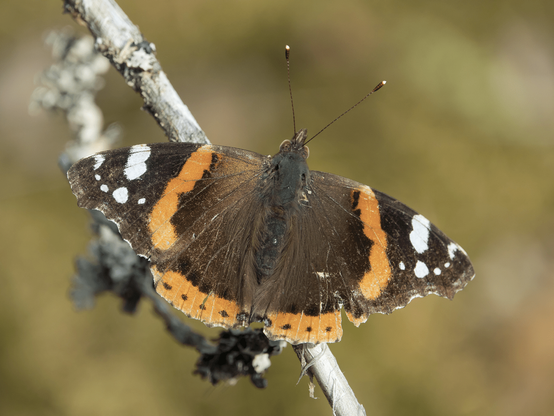 Amiraaliperhonen. Red admiral.