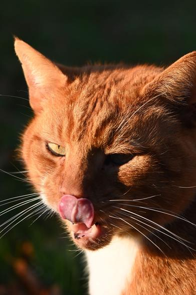 Der rotbraune Kater Sammy schleckt sich mit der Zunge über die Nase.
Man sieht auf dem Bild nur seinen Kopf offenbar in tief stehender Abendsonne von der linken Seite, die seine weißen Tasthaare zum Leuchten bringt.
Im geöffneten Maul sieht man auch, dass ihm schon ein paar Zähne fehlen.