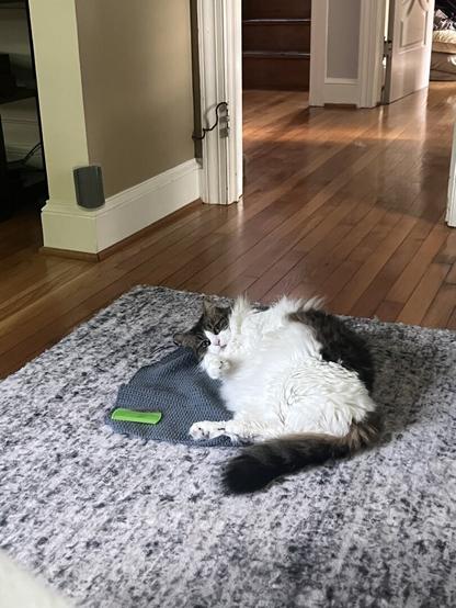 A fluffy Norwegian Forst cat with a white belly lays on her back on a cozy carpet.
