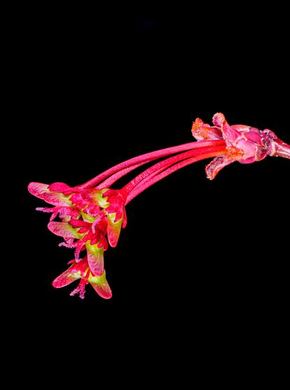 Cluster of red maple samaras extending from bright red flower stalks