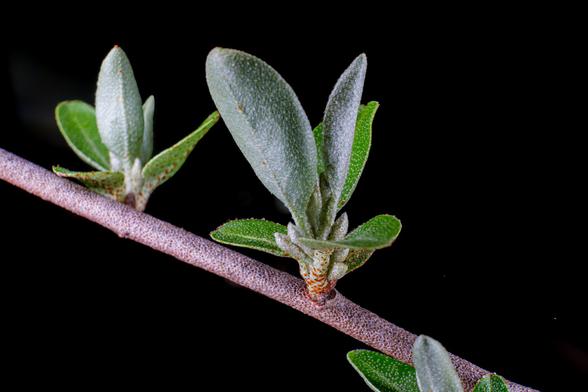 Silvery and green spring buds emerging from a speckled woody stem