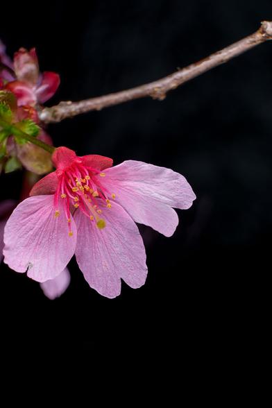 Pink cherry blossom in bloom against a dark background