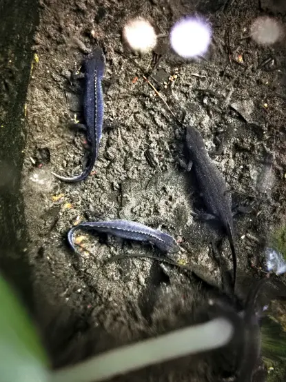 Das Foto zeigt den Blick in einen mit Wasser gefüllten, nicht allzu tiefen Brunnen, auf dessen Grund sich mehrere blauschwarze Bergmolche während der Paarungs- und Laichzeit tummeln.  Der Bergmolch - oder auch Alpenmolch genannt - zählt zu den salamanderartigen Schwanzlurchen