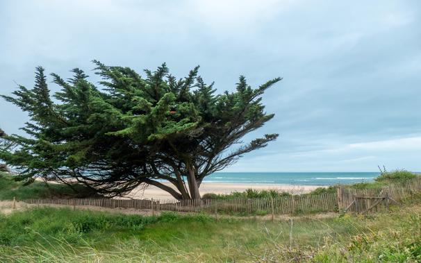 Über ein Stück Düne mit hohem Gras und einem niedrigen Holzzaun blicken wir auf den Strand und das blaue Meer unter einem bewölkten Himmel. Links versperrt uns ein großer, krummer Baum die Sicht aufs Meer.

Across a patch of dune with long grass and a low wooden fence, we look out over the beach and the blue sea, beneath a cloudy sky. To the left, a large, crooked tree blocks our view of the sea.