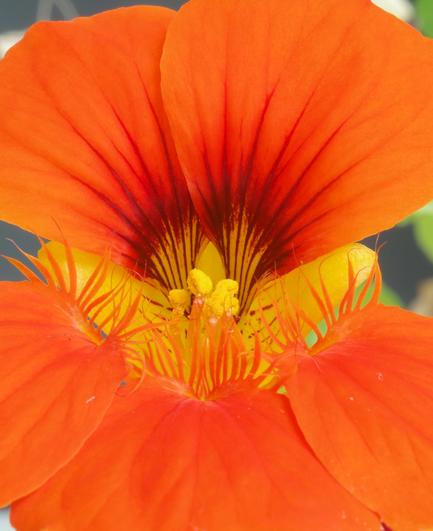 This close-up of a bright orange nasturtium flower looks like an abstract painting. the inner parts of the five petals, beautifully drawn in yellow, orange, and brownish-black, rest within yellow bracts and have hair-like orange extensions inside. The stamens are light yellow. The blurred background is gray (the wall of a flower box) with green and yellow speckles.