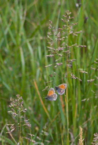 Zwischen Gräsern fliegen zwei kleine orange-graue Schmetterlinge