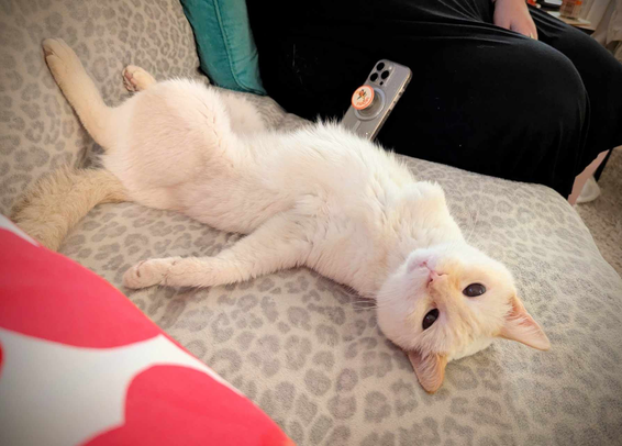 A tripod Flame Point lounges on his back.