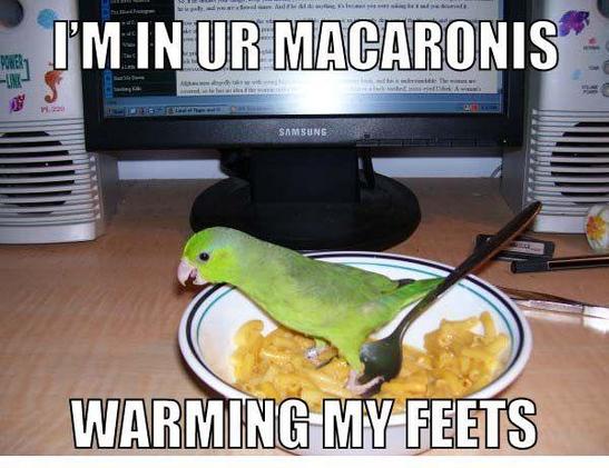 A photo of a green bird standing in a small bowl of macaroni, captioned "I'm in ur macaronis, warming my feets."