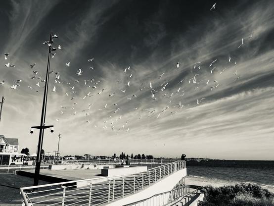 A black and white photo of a waterfront area with a large number of birds flying in the sky. There are people walking along the promenade, and a person standing on a platform taking a photo of the sky. The scene depicts a coastal area with modern railings and street lamps, and buildings can be seen in the background.