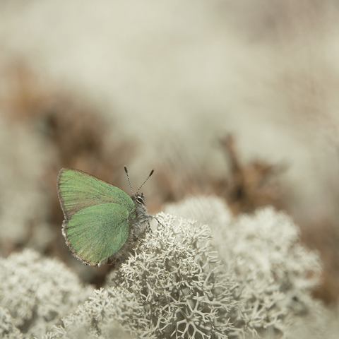 Kangasperhonen on pieni ja upea! The green hairstreak butterfly is small and gorgeous!