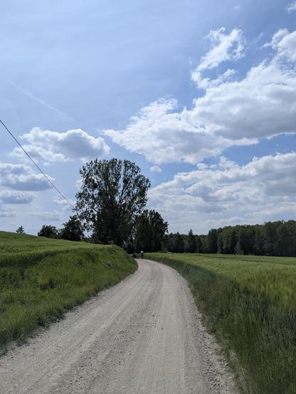 Szutrowa droga, po bokach widać kwitnące zboże i trawy. W tle duża, rozłożyste drzewo. Błękitne niebo z białymi obłoczkami.