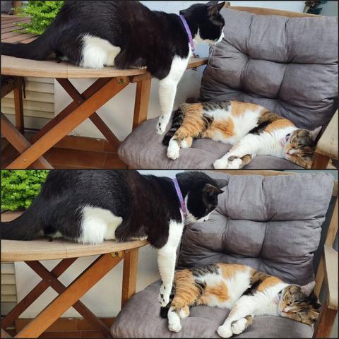 Two images showing my calico cat Carrie sleeping on a cushioned chair on the balcony, while my tuxedo cat Tiffie is laying flat on the table, in the second photo Tiffie has extended her paw and touched Carrie waking her up, and making her clearly grumpy.