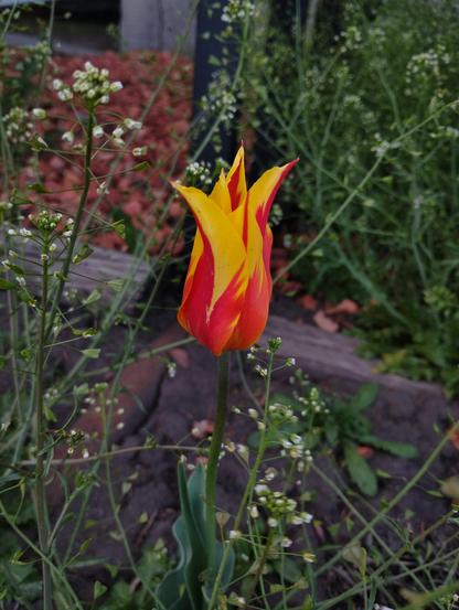 A flower that is mostly red on the bottom and yellow on the top, only slightly opened on the top with pointy petal tips pointed slightly outward. It is surrounded by a plant with a lot of white tiny white flowers.