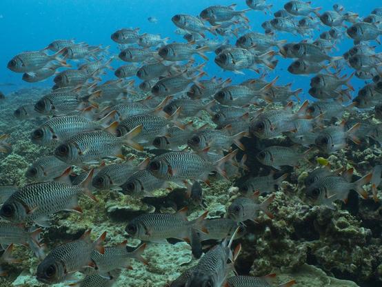 A large school of fish swimming over a coral reef in clear blue water.