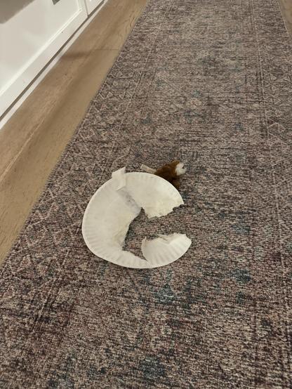 a  paper plate that has had the center ripped out of it, with a dog toy left nearby
