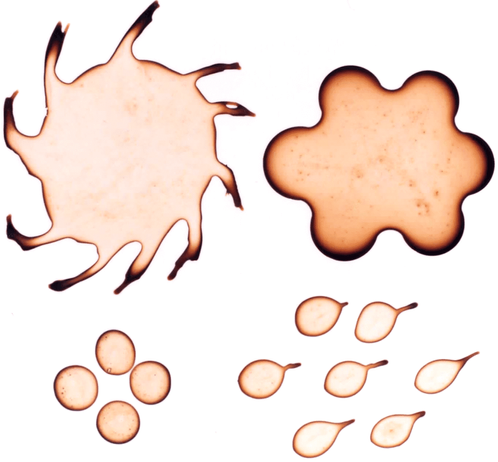 Assorted "coffee-ring" stains, where particles collect toward the contact line along the circumference of the drop.