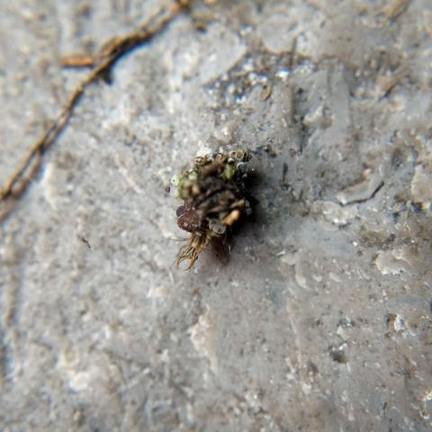A clump of bits of pale green lichen and dark brown bark, with the striped and fearsomely fanged face of an insect larva poking out from underneath it.