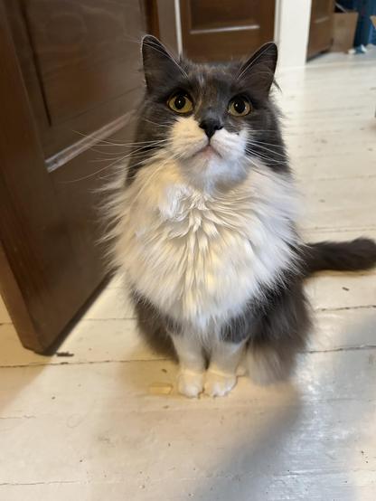 A grey and white kitty with a gigantic chest ruff staring at the camera with her chin raised. Her nose, dark charcoal or almost black, could use a gentle boop. She has magnificent long whiskers that are even wider than her ruff. Her front paws look diminutive, neatly placed next to each other.