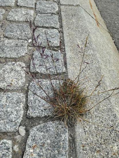 Trockenes Gras wächst zwischen grauen Pflastersteinen und einem Betonbordstein am Straßenrand