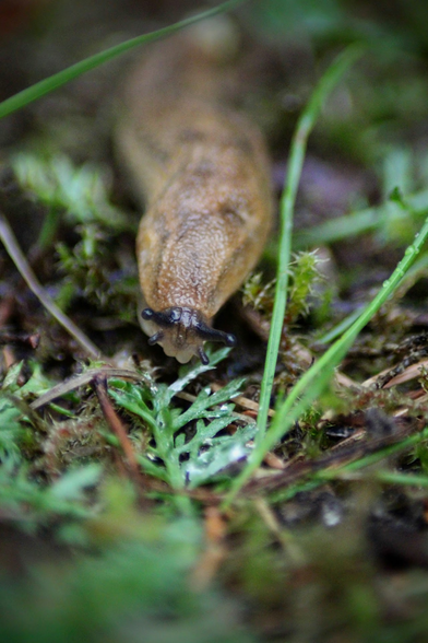 Forest snail from the front, the image is otherwise blurry but focused on its face.