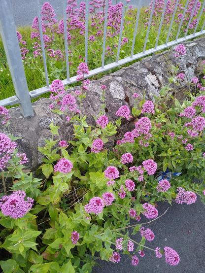 a mass of wildflowers growing beside road and bikepath on which a single bee is busy.