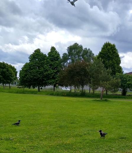2 crows arrive for food. one crow guards against seagull above.