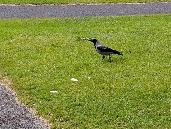 a crow arrives for crackers on path through greenspace.