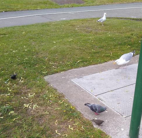 2 starlings, 2 gulls and a pigeon arrive for dropped food by path on tiny green space by shops.