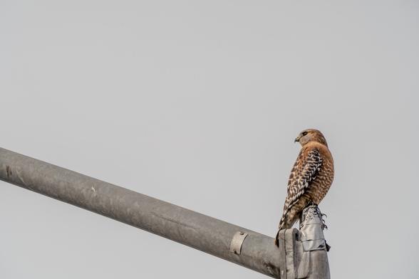 A red-shouldered hawk perched on the arm of a tall freeway light pole against a pale gray sky. The hawk's brown and white speckled feathers are clearly visible as it sits atop the light fixture, which extends diagonally across the image.