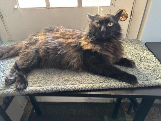 My black cat Penguin lying on a table in front of the back door, looking annoyed