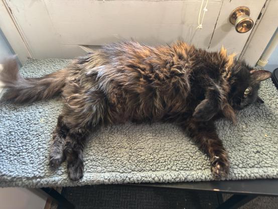 My black cat Penguin lying on a table in front of the back door looking like she wants pets, but with a single claw out indicating it is a trap