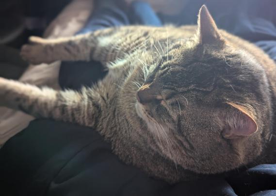 Waffles the three-legged, chonky, tabby cat, sleeping on my lap.
