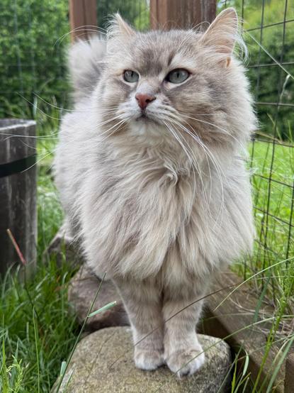 Closeup of a grey Siberian cat standing on a couple of stones in front of a catio fence. In the background is a garden with green grass and  hedge. He is standing with his front towards the camera, looking at something outside the left side of the frame, tail raised. His long white whiskers are very prominent.