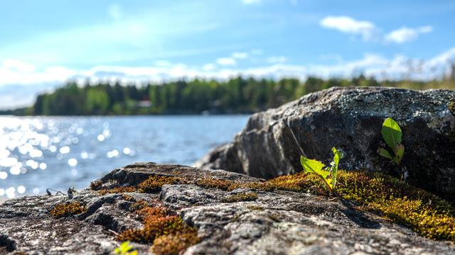 Rocky shoreline with small patches of moss and a few green sprouts in the foreground; blurred lake and forest in the background under a blue sky with scattered clouds. Sunlight creates sparkling reflections on the water surface.