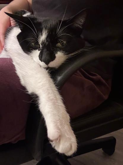 A black and white kitty sitting on my lap with her arm stretched out in a relaxed position