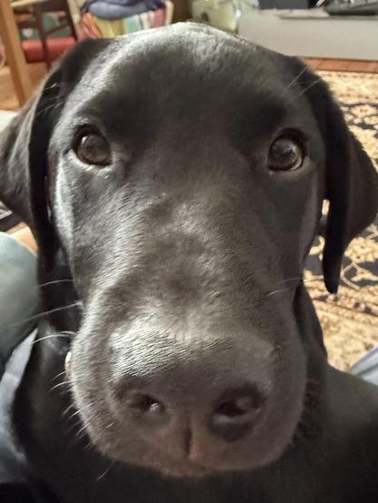 A close up of a 4-month old black Labrador puppy’s face. Her nose is prominent in the picture.