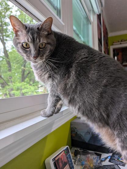A photo of a grey tabby cat standing on a desk with her front feet up on a windowsill of an open window. She has her face turned back toward the camera, away from the window, with a look of mild indignation.
