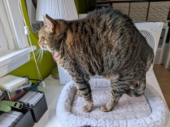 A photo of a brown tabby cat who had been sleeping on a desk before being woken by the unscheduled rumbling of the trash truck outside. She has her back arched in a classic stretching-cat pose, and she looks like she has no neck.