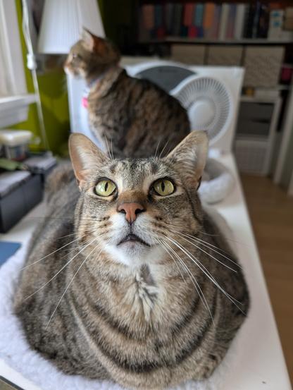A photo of a tabby cat in loaf posture on a cat bed on a desk. The cat from the second photo can be seen sitting behind him, looking out the window. The foreground cat is looking up into the camera with a worried expression.