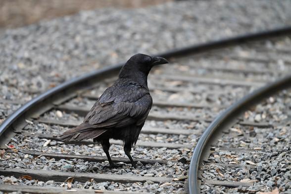 A Common raven stands on a set of railroad tracks, surrounded by gravel