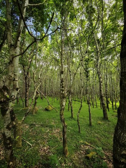 A vertical shot of a lush, vibrant green forest. Numerous slender birch trees with light-coloured, slightly gnarled trunks and sparse green leaves fill the frame, creating a sense of depth. The forest floor is covered in a thick carpet of bright green grass, with some small patches of moss visible. The overall mood is serene and peaceful, with a feeling of being immersed in nature.
