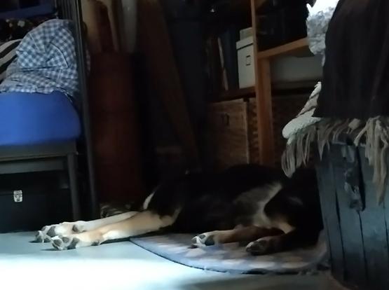 Koira makaa kirjahyllyn luona olevalla matolla olkkarissa.