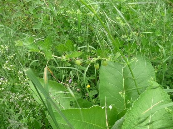 Die Wiese umzingelt die Stachelbeere. Mittig ist ein Zweig mit grünen Früchten zu sehen. Vorne mittig und rechts die großen Blätter des Echten Alant. Links filigrane weiße Blüten des Wiesenlabkrauts. Überall blühendes Gras. Durch die Alant-Blätter hindurch spickelt noch eine lila Blüte der Zaunwicke durch und eine gelbe Blüte des Hahnenfuß. Im Hintergrund links hinten kann man auch den nächsten Strauch, eine Johannisbeere mit grünen Früchten, erkennen.