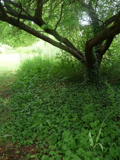 Unterm großen Kirschpflaumen-Baum lässt sich das Spiel von Licht und Schatten wunderschön einfangen. Um den Baum rum wie im Wald schattig und dunkel, hinten wird es hell von der Sonne.
