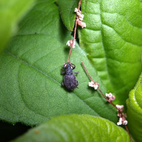 A black broad-nosed weevil on sun plant leaves, apparently feeding on a stem of tiny flowers.