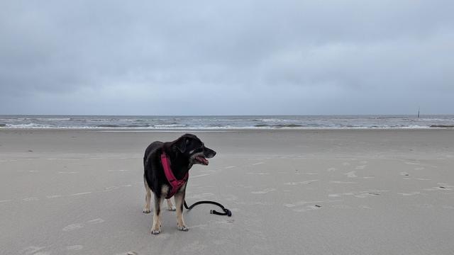 Ein kleiner schwarzer Hund steht an einem Strand, dahinter die Nordsee bei bewöltem Himmel.
