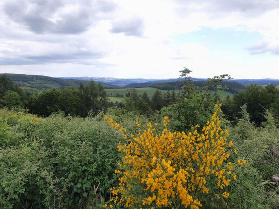 Ein Ginsterstrauch blüht inmitten von grünen Sträuchern und Bäumen. Im Hintergrund erkennt man Berge und bewaldete Hügel. Die Wolken sind regengrau. Rechts ist es etwas freundlicher mit etwas blauem Himmel.